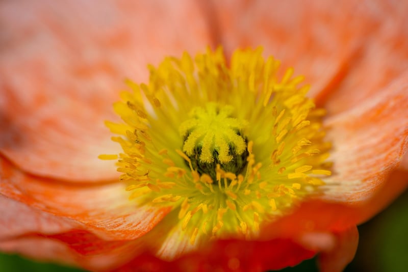 Garden of Eden Details